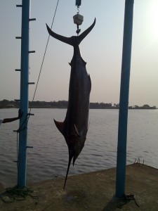 Atlantic Blue Marlin Liberia