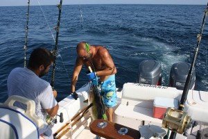 gaffing a tuna