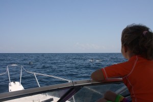 watching dolphins